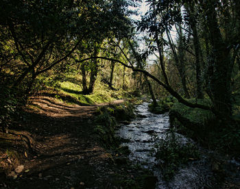 Trees in forest