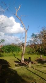 Trees on grassy field against cloudy sky