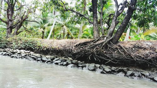 Plants growing by river in forest
