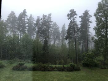 Trees in forest against sky