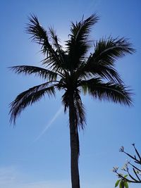 Low angle view of palm tree against clear blue sky