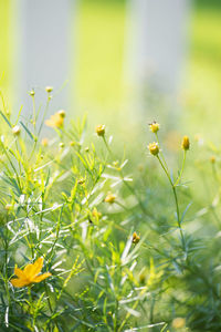 Close-up of yellow flowering plants on field