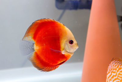 Close-up of fish swimming in water