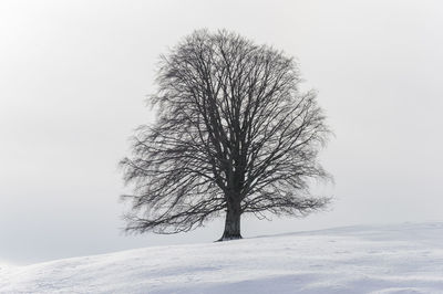 Single big old tree in snow at winter