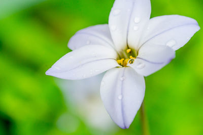 Close-up of white flower blooming outdoors