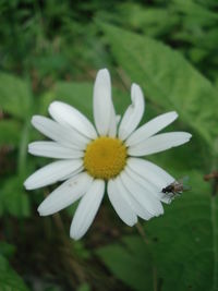 Close-up of white daisy flower