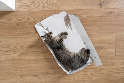 High angle view of cat lying on floor