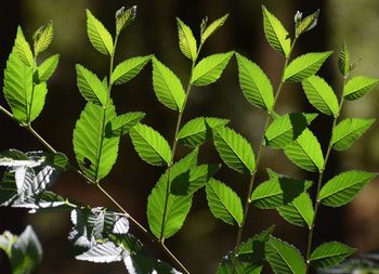 Close-up of leaves