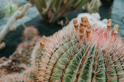 Close-up of cactus plant growing on field