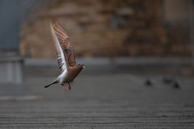 Close-up of seagull flying