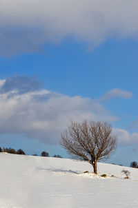 Bare tree on snow covered field against sky