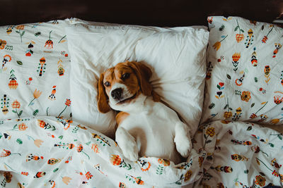 High angle view of dog resting on bed