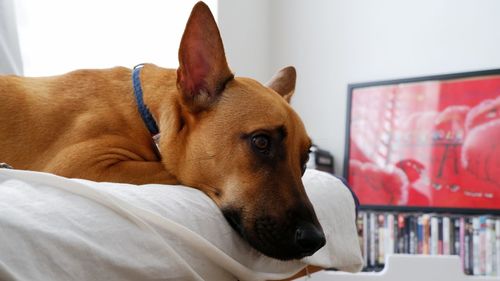 Close-up of a dog at home