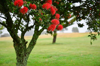 Red berries on plant growing on field