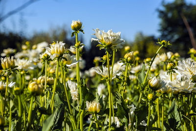 Close-up of yellow flowering plants on field