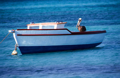 A pelican on a fishing boat in aruba.