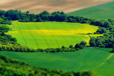 Scenic view of agricultural field against sky