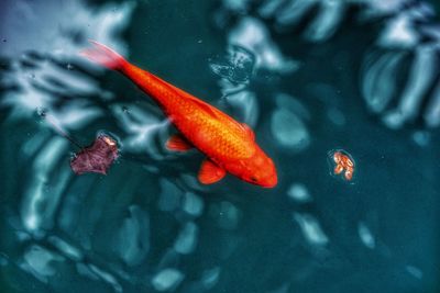 High angle view of koi carps in lake