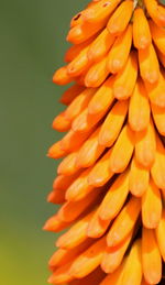 Close-up of yellow flower