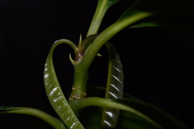 Close-up of spiral leaf against black background