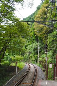 Railroad tracks amidst trees