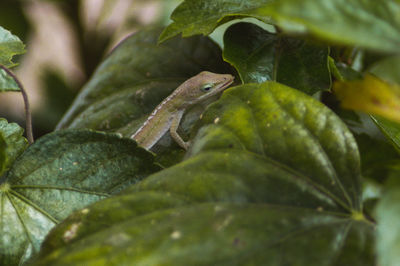 Close-up of frog on leaves