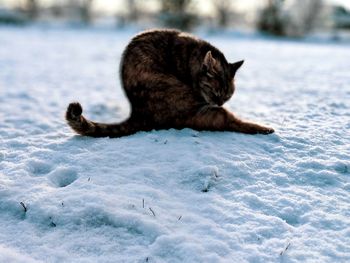 Cat's winter tales