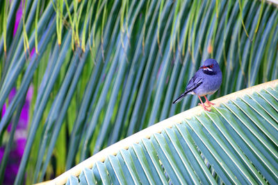 Bird perching on a leaf