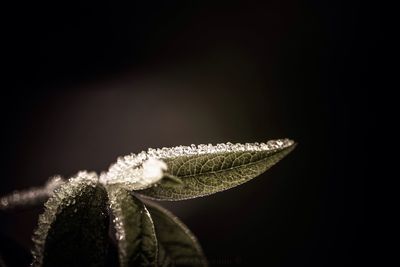 Close-up of caterpillar against black background