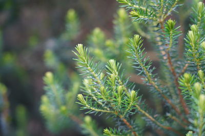 Close-up of pine tree