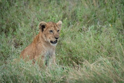 Lion cub sitting on grassy field