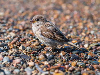 Sparrow female on the small wet pebbles of the beach. close-up