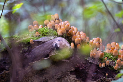 Close-up of mushrooms growing on plant