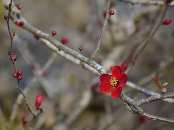 Close-up of red berries on branch