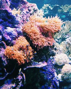 Close-up of coral in sea