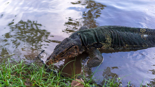 High angle view of crocodile swimming in lake