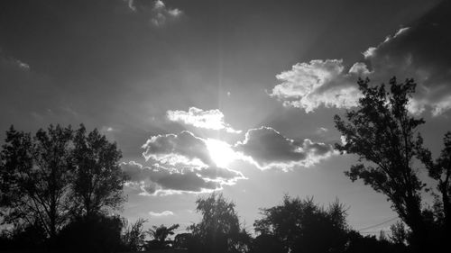 Low angle view of trees against sky