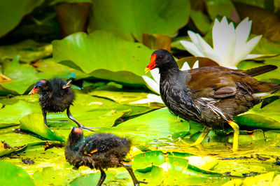 Moorhen and chicks on leaves in pond