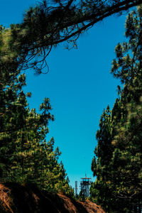 Low angle view of trees against sky