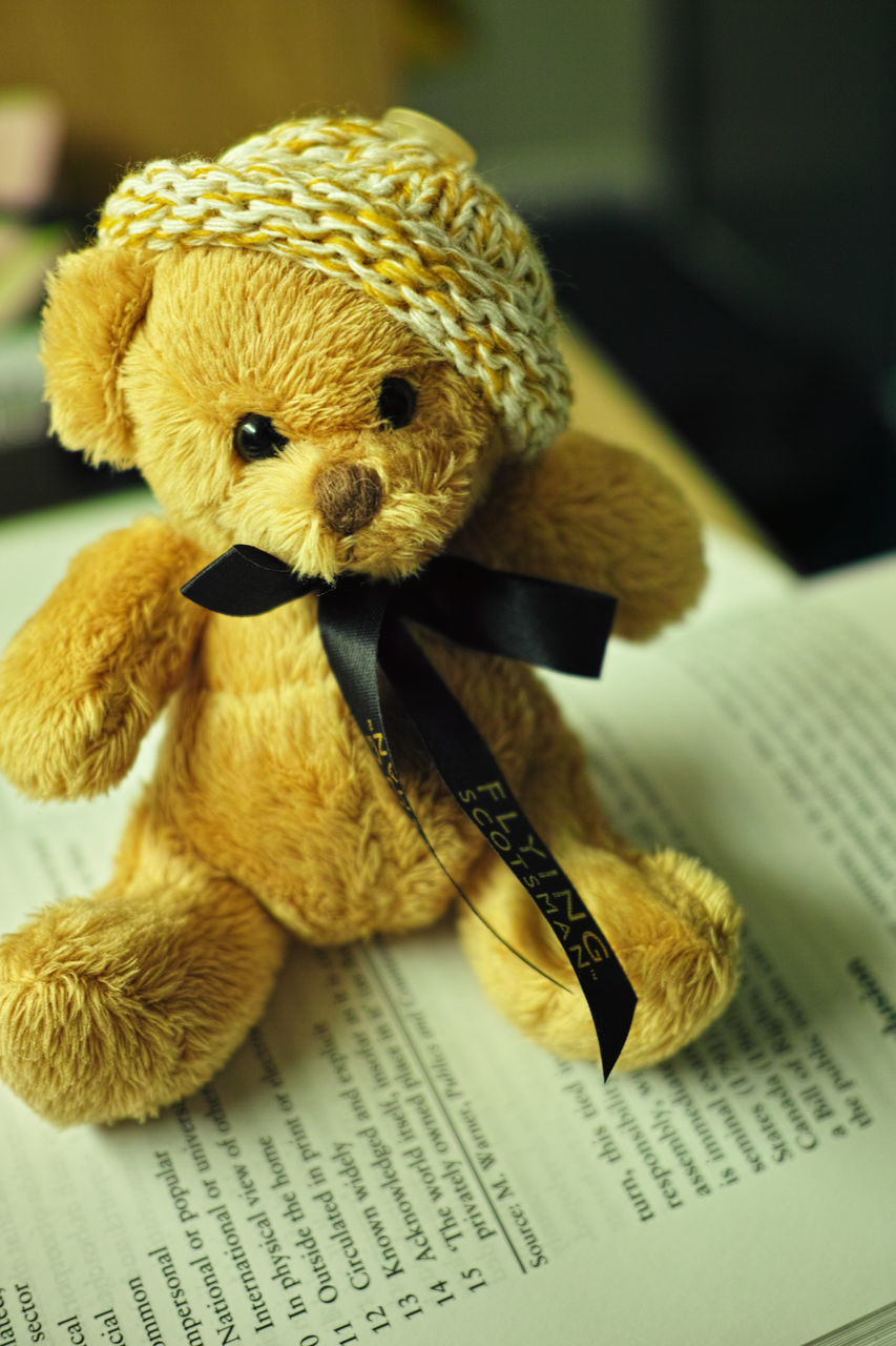 indoors, animal themes, stuffed toy, toy, focus on foreground, one animal, animal representation, close-up, full length, home interior, table, no people, still life, relaxation, sitting, teddy bear, high angle view, brown, day, wildlife