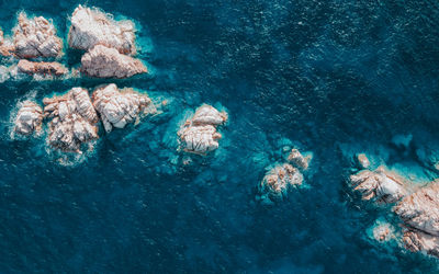 High angle view of coral swimming in sea