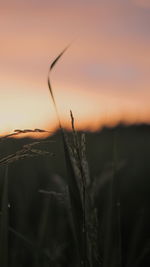 Close-up of dry plant on field against sky during sunset