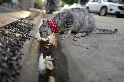 Cat relaxing on street