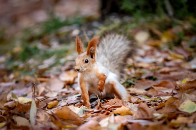 Close-up of rabbit on field