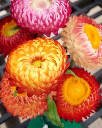 Close-up of flowers