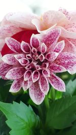 Close-up of pink rose flower