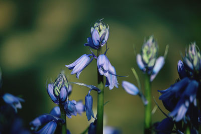 Close-up of purple flowering plant