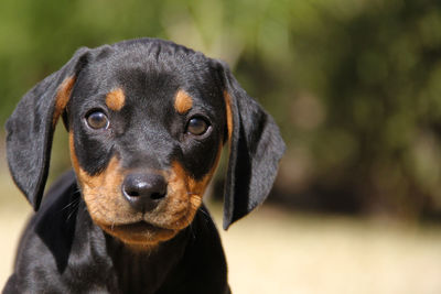 Close-up portrait of dog