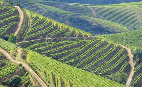 Scenic view of agricultural field