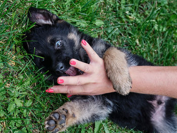 Close-up of black dog